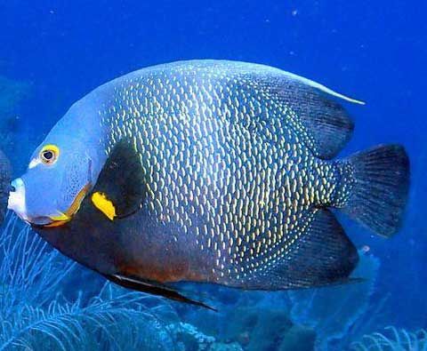 法国神仙鱼 fǎ guó shén xiān yú franch angelfish