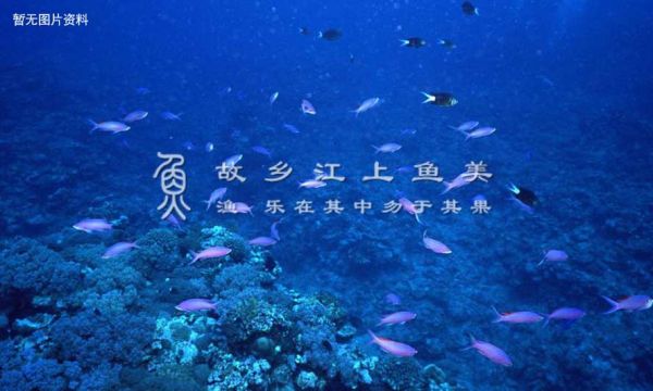 鸟嘴盔鱼 niǎo zuǐ kuī yú Aristochromis christyi