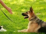 奉节宠物狗行为训练 重庆-训犬学校 全程上门接送