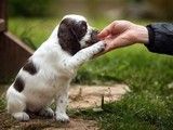 重庆九龙坡专业训犬基地-专业训练培训基地