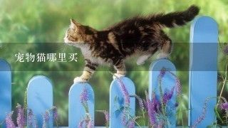 宠物猫哪里买