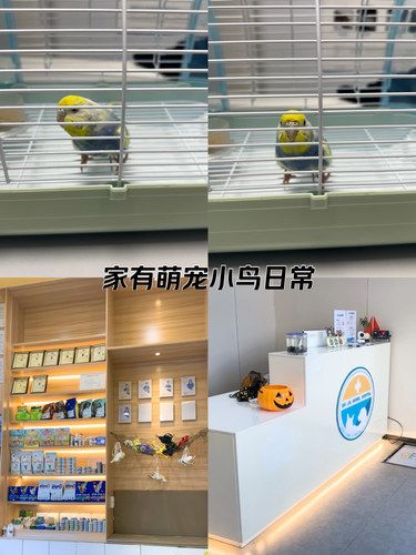 鹦鹉受伤记 | 去世嘉动物医院找罗医生