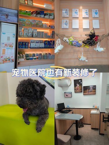 带我家毛球来体检，体验超棒！