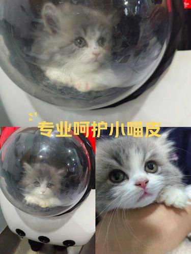 我的小猫成功度过了难关！