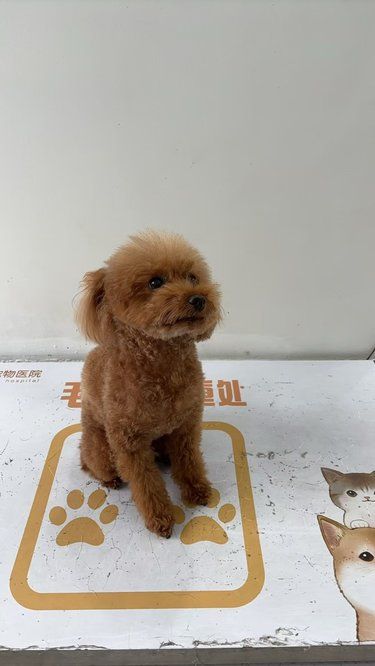 坐姿标准小狗