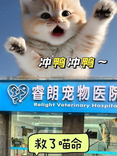 24小时急症救了俺家小宠一命