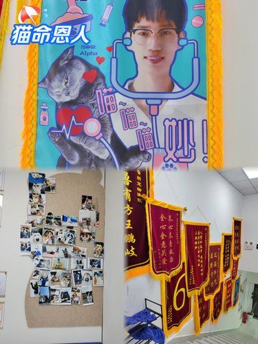 感谢猫命恩人小张医生:救了我家猫命！
