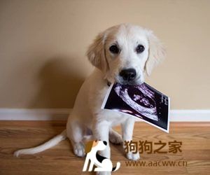 狗狗怀孕禁忌多，饮食方面多留意。