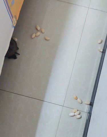 起床看见到处都是蛋