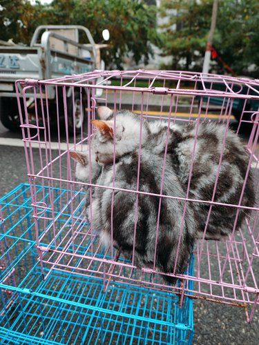 猫妈妈怕小猫被雨淋湿一直给它舔毛[流泪]
