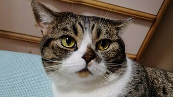 萌娃的宠物们-猫鼠一家亲