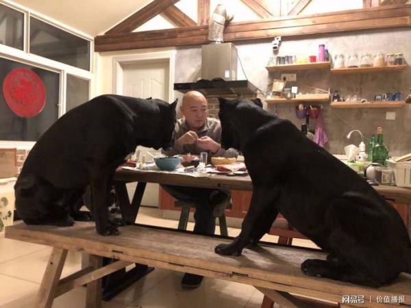 2018年中国宠物行业将有哪些犬种更火爆？