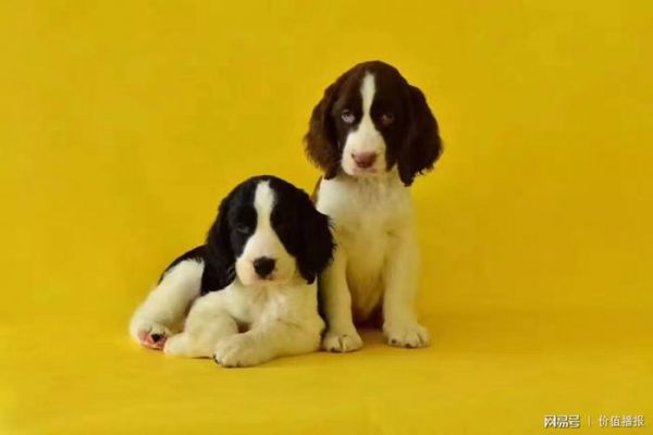 2018年中国宠物行业将有哪些犬种更火爆？