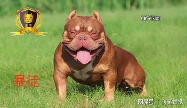 2018年中国宠物行业将有哪些犬种更火爆？