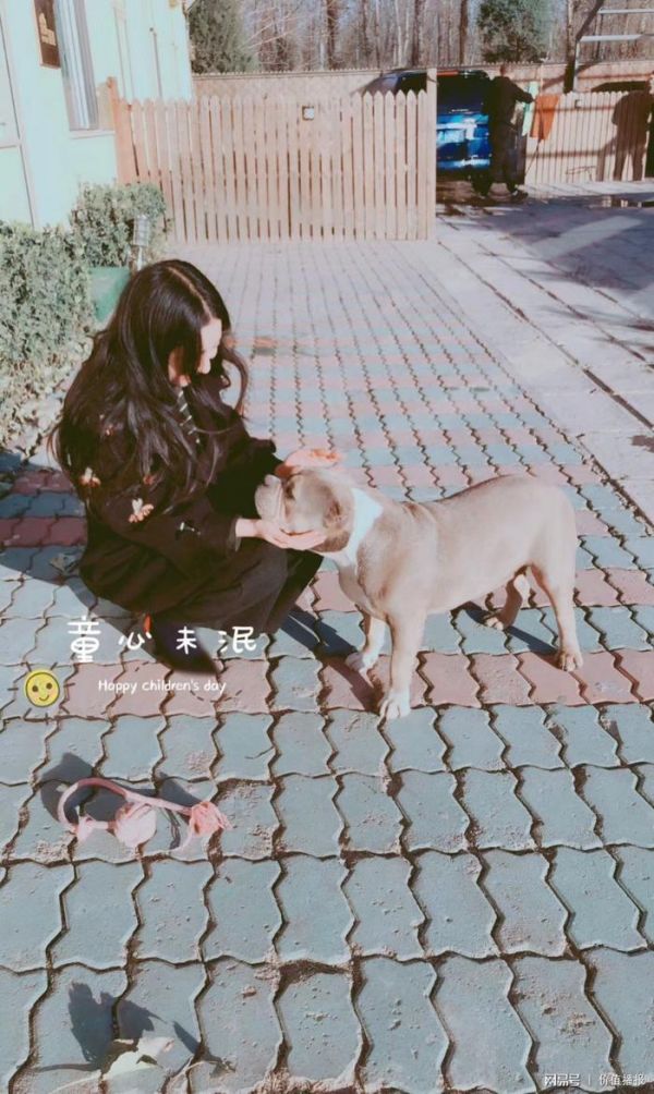 2018年中国宠物行业将有哪些犬种更火爆？