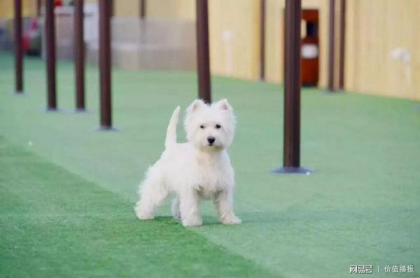 2018年中国宠物行业将有哪些犬种更火爆？