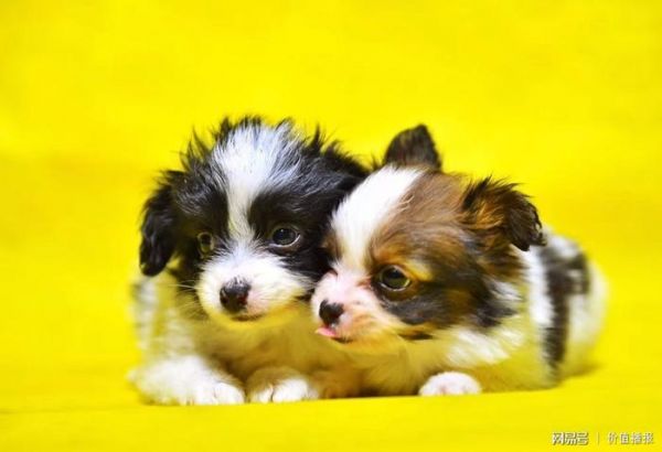 2018年中国宠物行业将有哪些犬种更火爆？