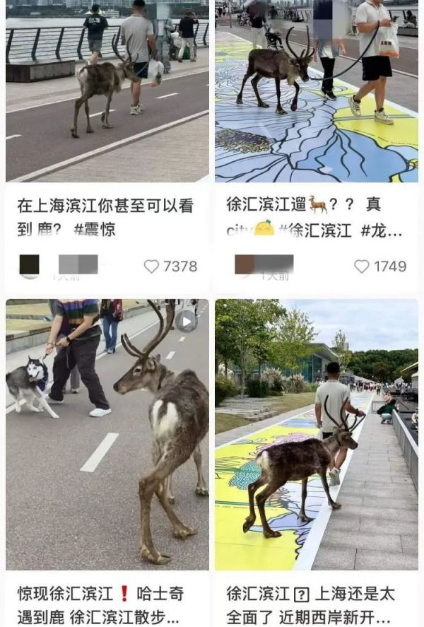 徐汇滨江有人遛驯鹿？宠物安全引热议，官方回应→