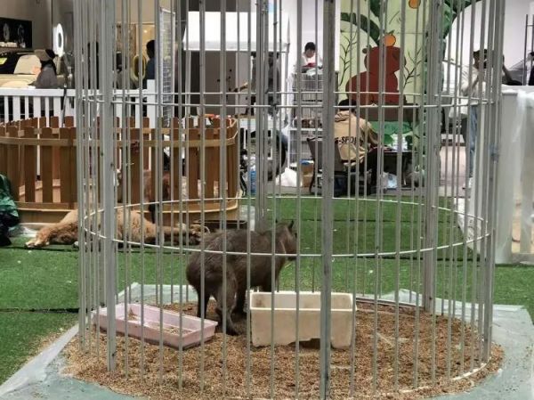 徐汇滨江有人遛驯鹿？宠物安全引热议，官方回应→