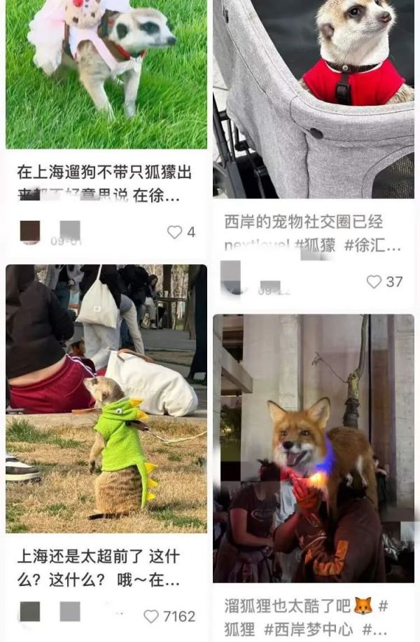 徐汇滨江有人遛驯鹿？宠物安全引热议，官方回应→