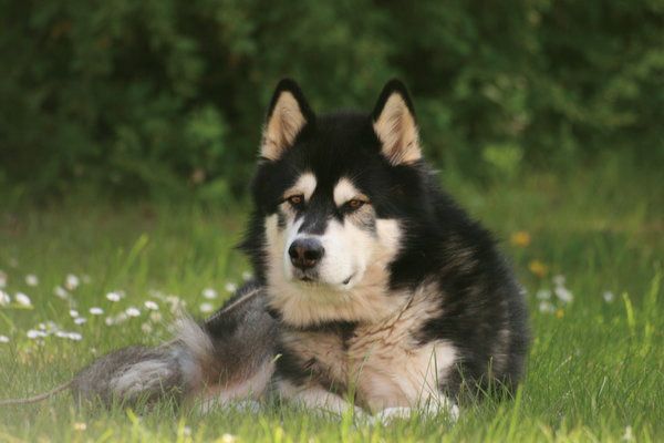 阿拉斯加犬