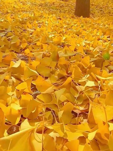 不去去看一棵树