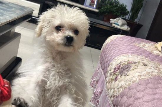 个人狗粮制作过程，自制犬粮配方及教程