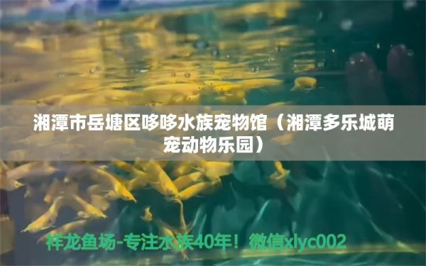 湘潭市岳塘区哆哆水族宠物馆（湘潭多乐城萌宠动物乐园） 全国水族馆企业名录