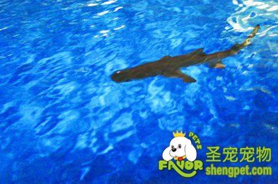 六安一市民养鲨鱼做宠物 担心鲨鱼安危送到水族馆