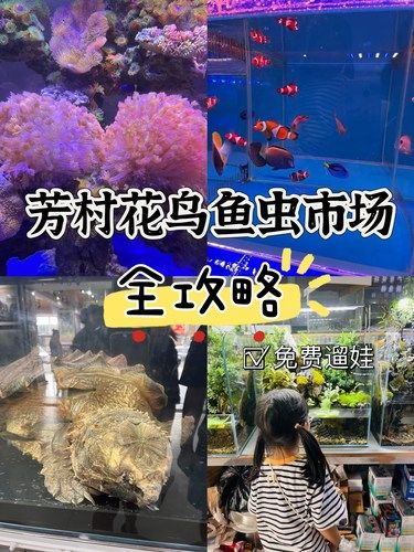 广州芳村花鸟市场太好遛娃了❗️附攻略❗️