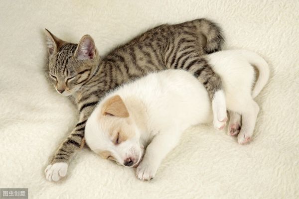 猫和狗能一起养吗？同养猫狗的注意事项