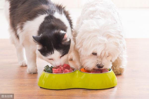 猫和狗能一起养吗？同养猫狗的注意事项