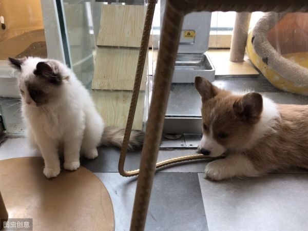 猫和狗能一起养吗？同养猫狗的注意事项