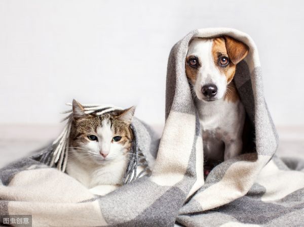 猫和狗能一起养吗？同养猫狗的注意事项