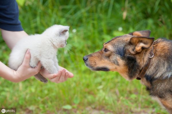 猫和狗能一起养吗？同养猫狗的注意事项