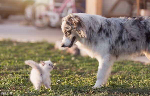 猫和狗能一起养吗？同养猫狗的注意事项