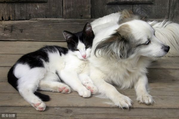 猫和狗能一起养吗？同养猫狗的注意事项