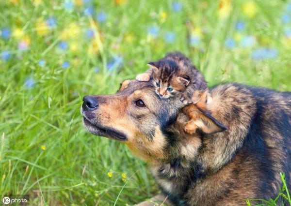 猫和狗能一起养吗？同养猫狗的注意事项