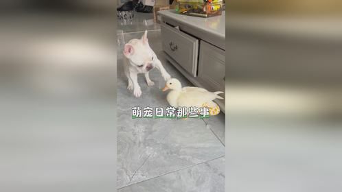 适合与狗狗一起养的萌宠