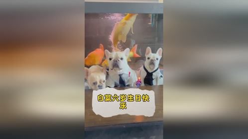 白菜过生日啦
