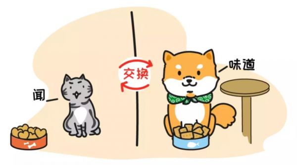 猫和狗一起养……那画面太美我不敢看!