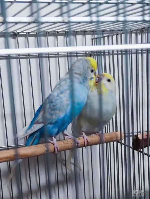 春节接寄养萌宠鹦鹉