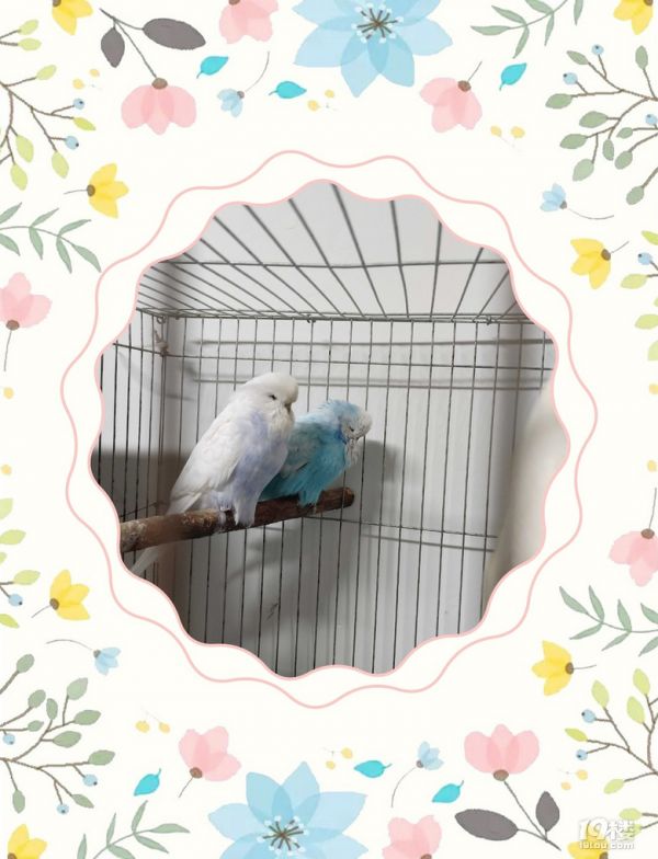 春节接寄养萌宠鹦鹉