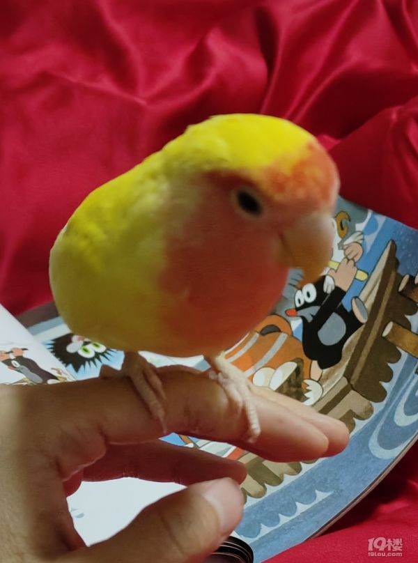 春节接寄养萌宠鹦鹉