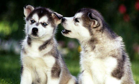 哈士奇犬吃多了消化不良要怎么办？