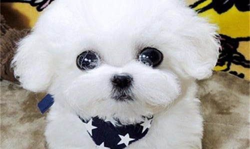 狗狗拉肚子要吃什么食物最好