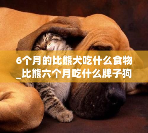6个月的比熊犬吃什么食物_比熊六个月吃什么牌子狗粮好