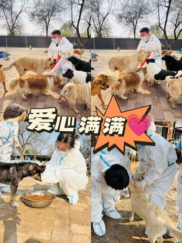 北大街宠物医院：温馨专业的宠物护理 