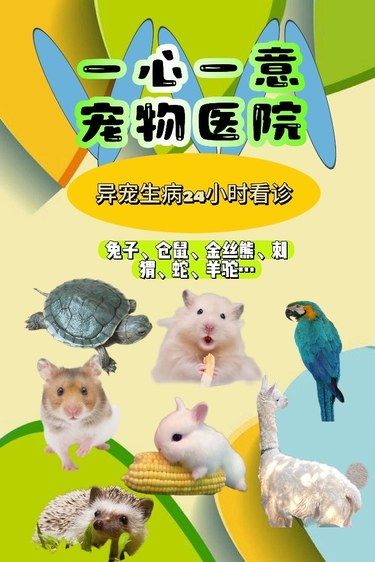 异宠生病怎么办❓这家宠物医院24小时都能看！