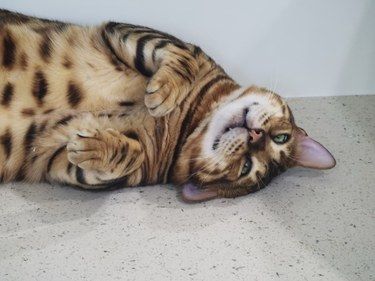 猫咪“假咬”你的原因